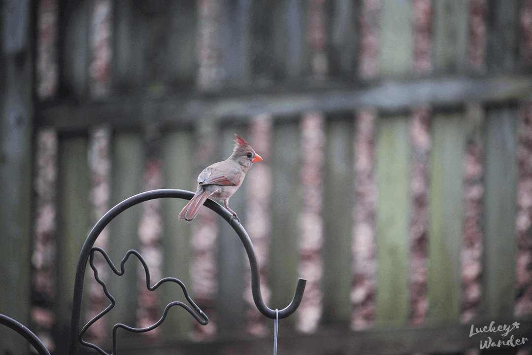 observing backyard birds with kids