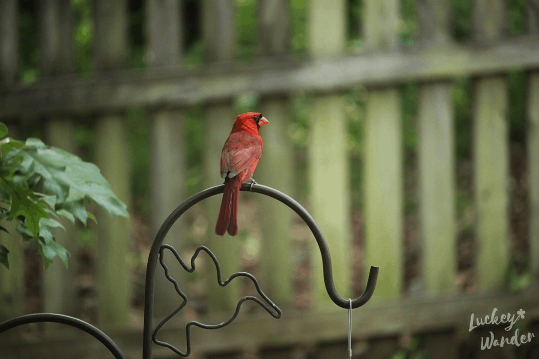 backyard bird watching station with kids