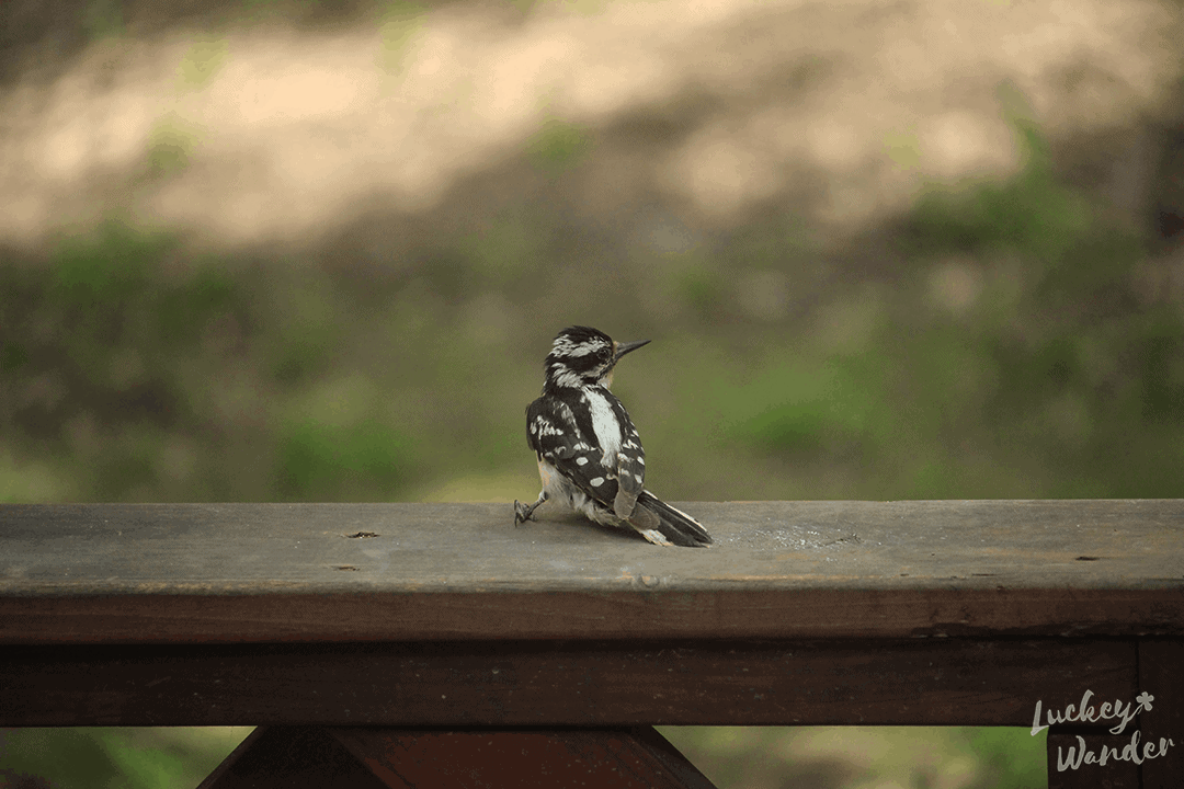 bird watching with kids