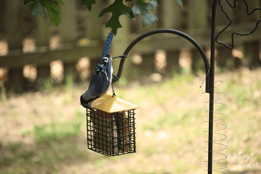 homeschool bird study project