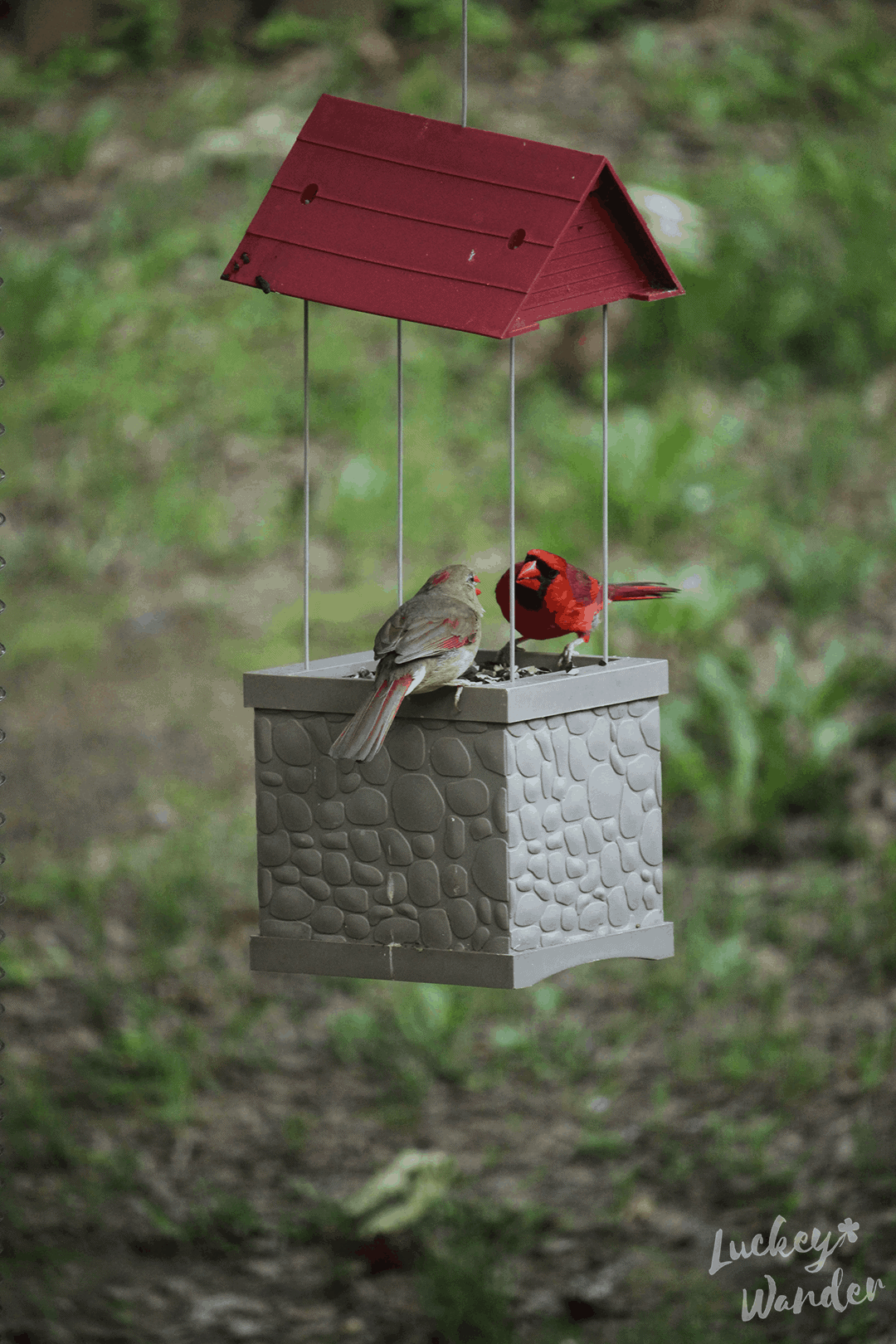 backyard bird feeders for kids