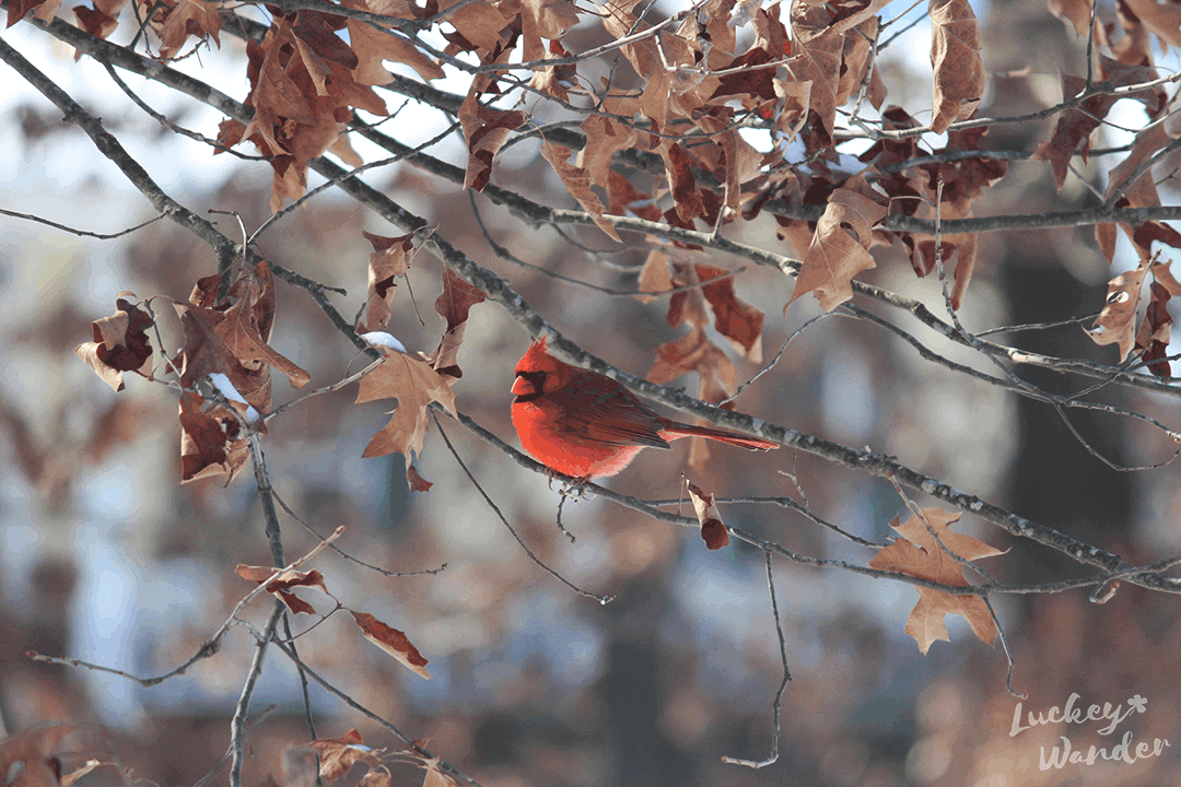 backyard birds of arkansas