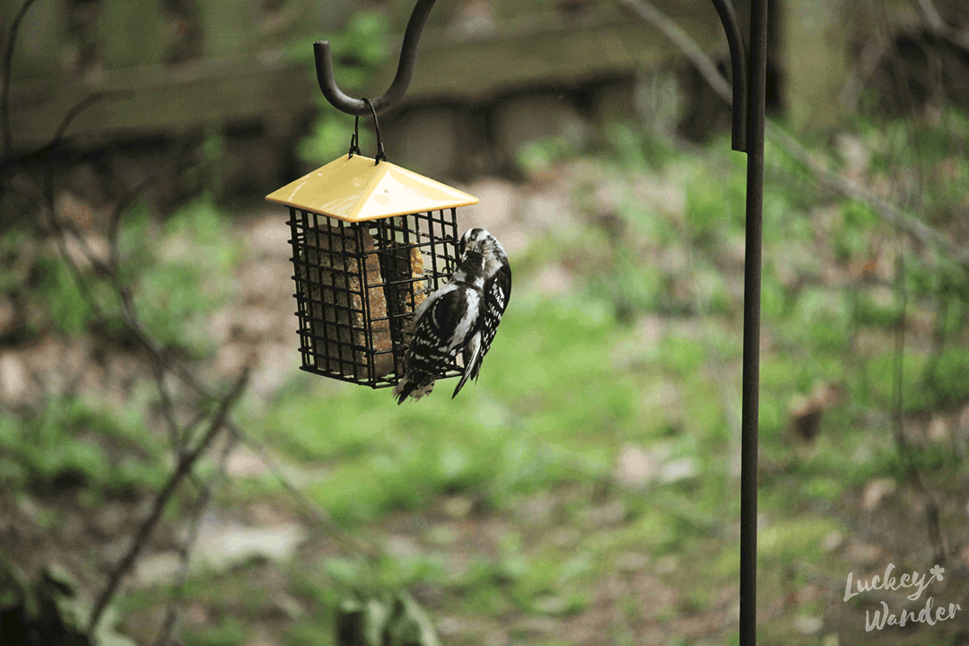 backyard suet feeders