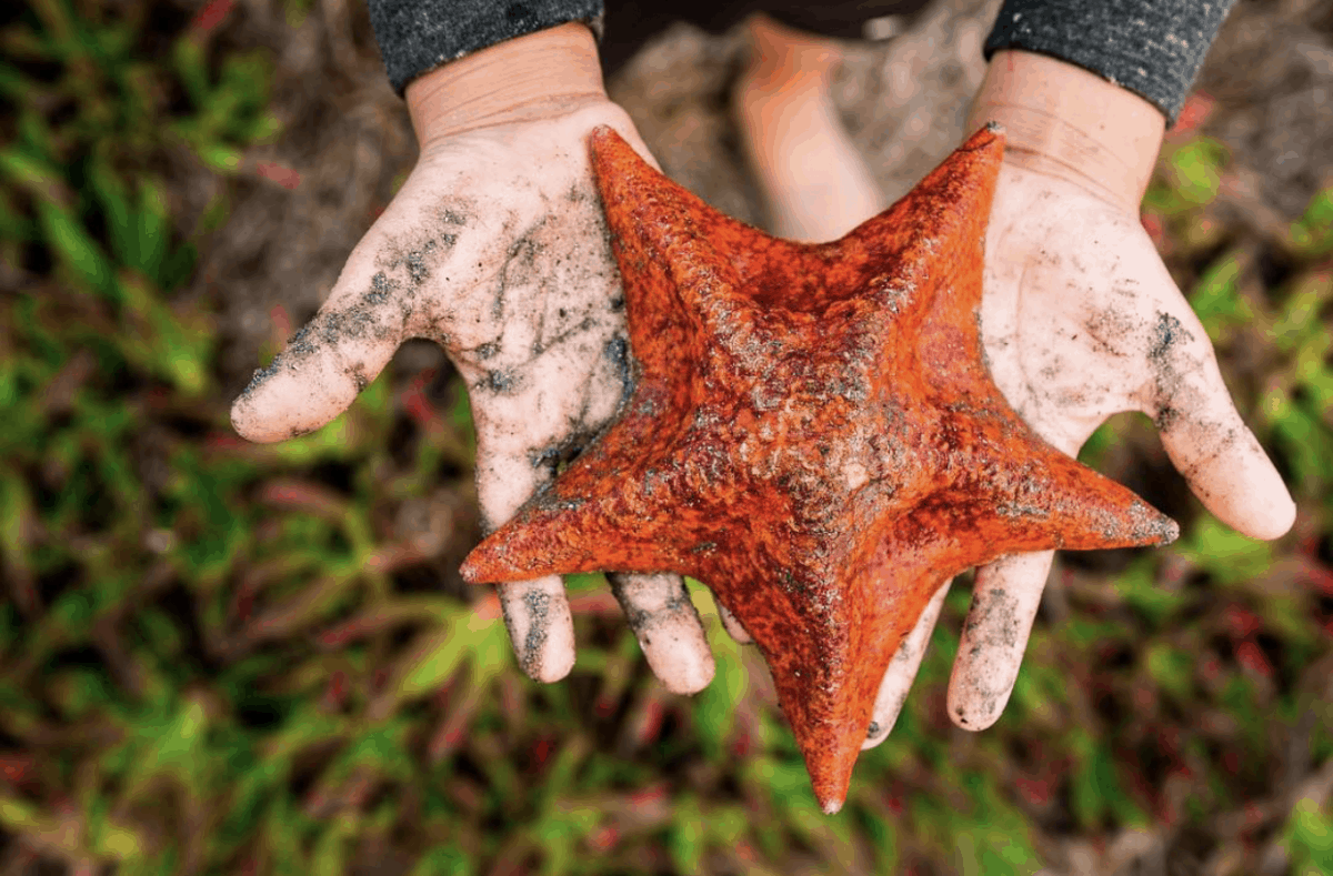 what you'll find in the California coast tidepools