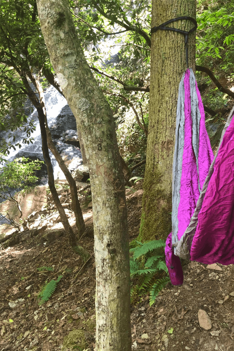 Forest bath to make Summer last