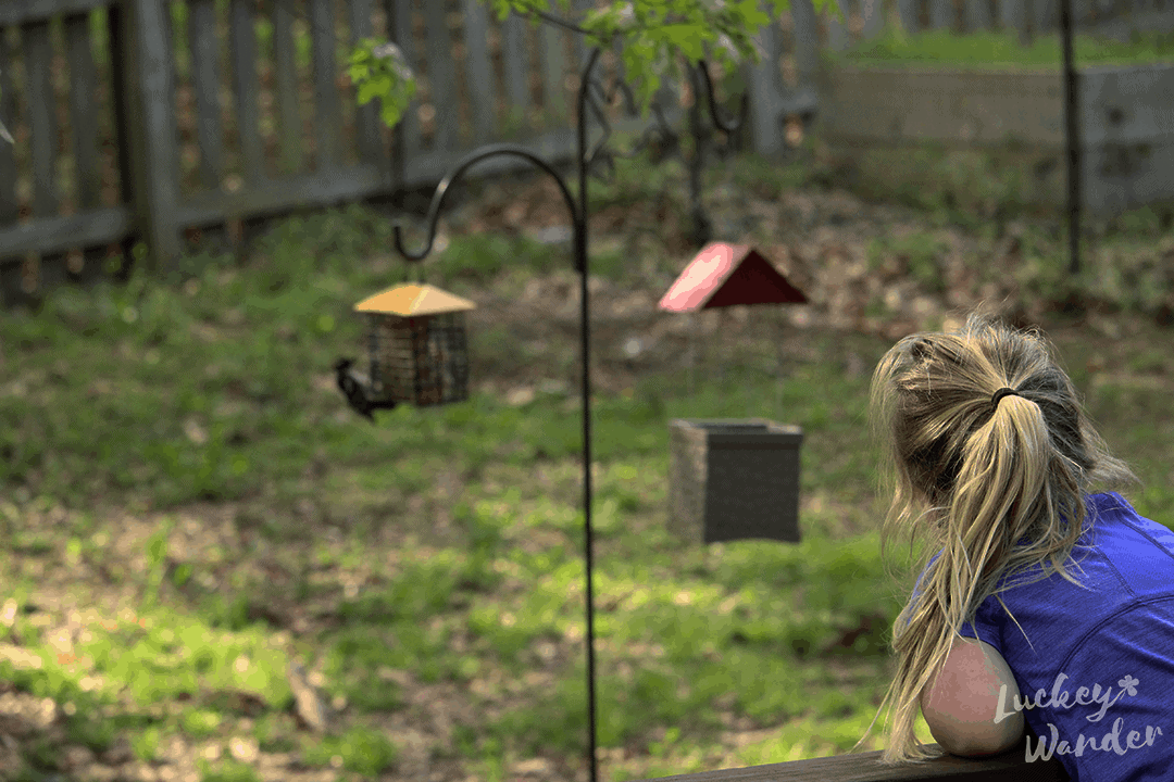 observing backyard birds with kids