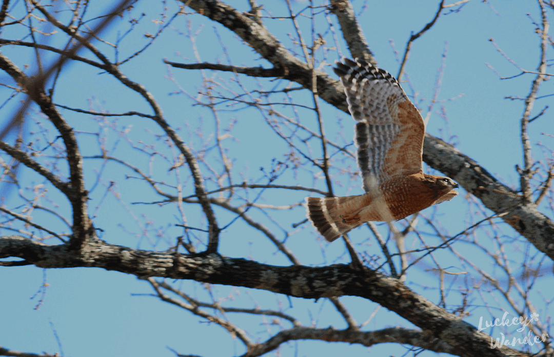 backyard bird watching with kids