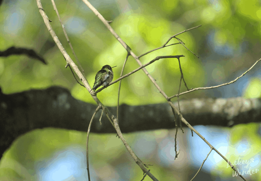 create a bird watching window with kids