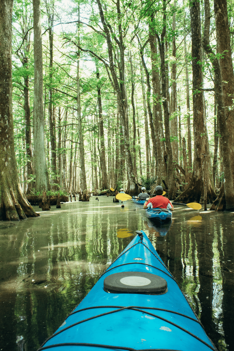 kayaks in the black swamp in south carolina