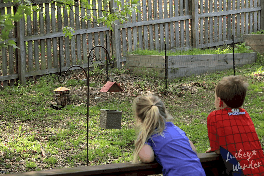 bird watching with kids