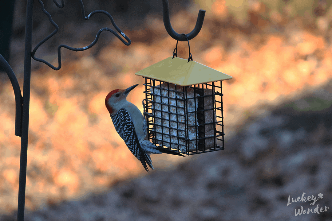 nature window for bird watching