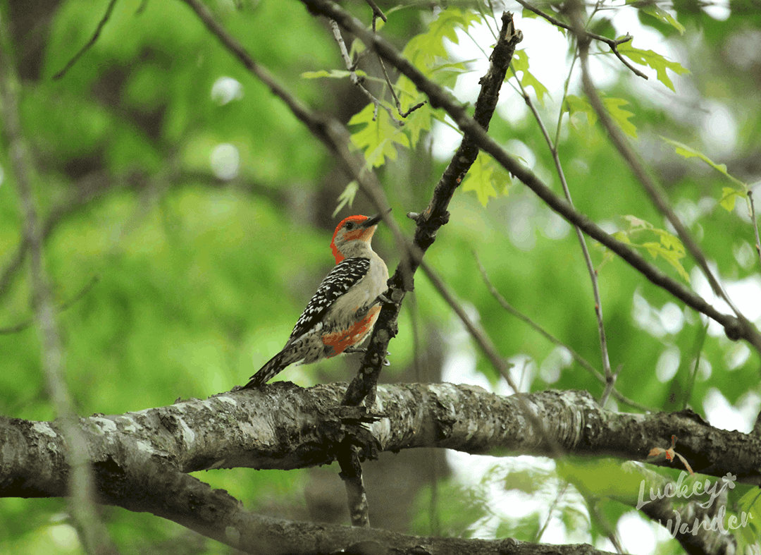 bird watching with kids