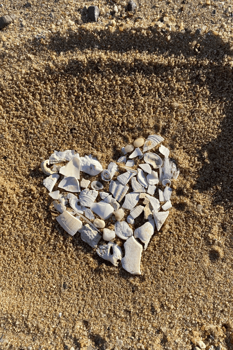 Shell mandala.