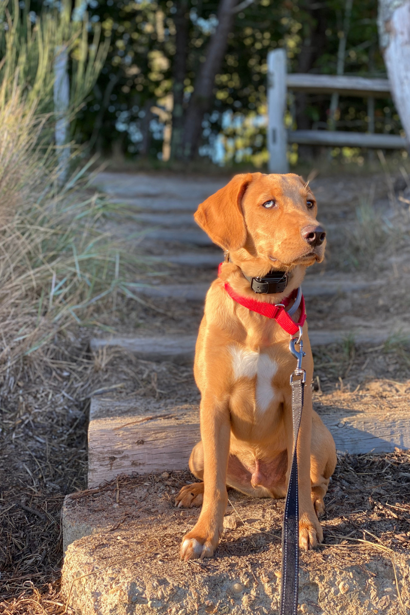 Dogs like hiking too.