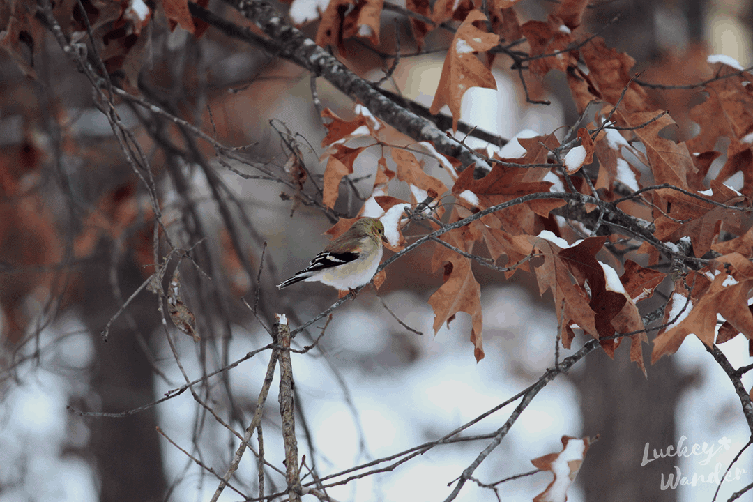 backyard bird feeders